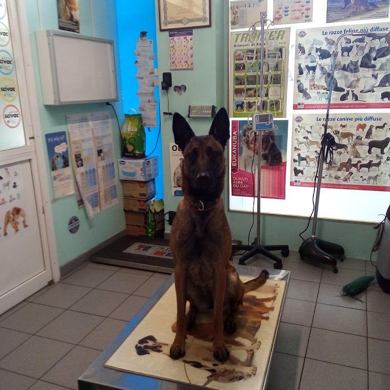 Ambulatorio Veterinario Ziccardi Di Ziccardi Dott.Ssa Ilaria