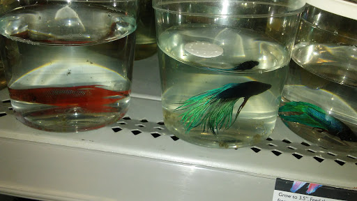 Department Store «Walmart Supercenter», reviews and photos, 4538 US-231, Wetumpka, AL 36092, USA