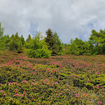 Photo n°7 de l'avis de CLAUDIO.A fait le 22/06/2020 à 10:32 sur le  Alpe Nemes Hütte à Sexten