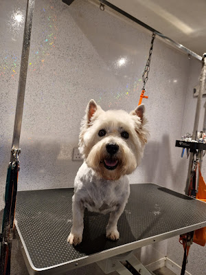 4 Dogs Grooming Services