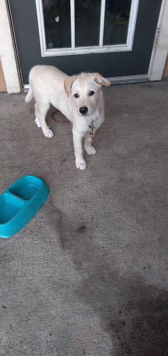 Pet Supply Store «PetSmart», reviews and photos, 2525 W Wheatland Rd, Dallas, TX 75237, USA