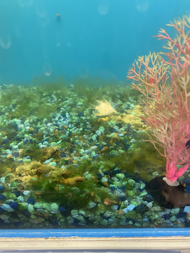 Pet Supply Store «PetSmart», reviews and photos, 1621 E Monte Vista Ave b, Vacaville, CA 95688, USA