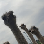 Photo n°1 de l'avis de Constance. fait le 17/05/2022 à 21:45 sur le  Straussenfarm Burkhardt à Schmölln