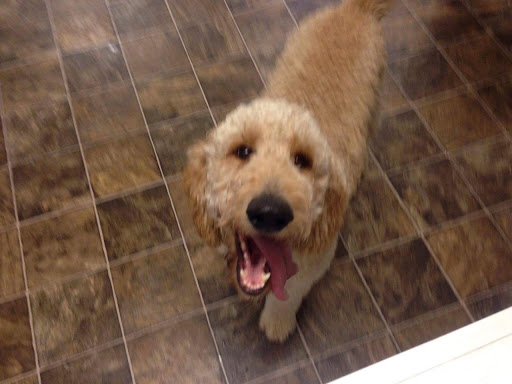 Pet Groomer «Precious Paws», reviews and photos, 221 N Marble St, Rockmart, GA 30153, USA