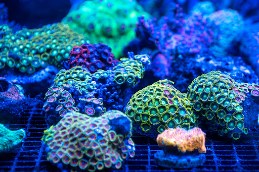 Tropical Fish Store «Greenwich Aquaria», reviews and photos, 1064 E Putnam Ave, Riverside, CT 06878, USA