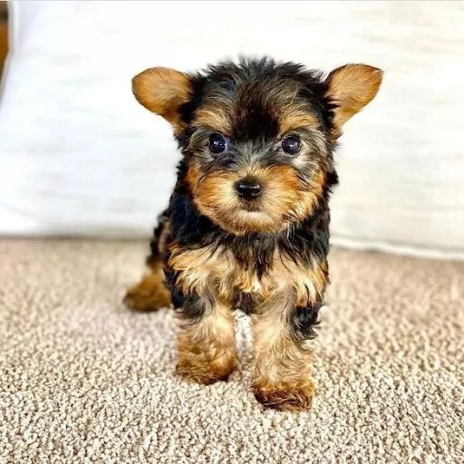 Teacup Yorkies For Sale