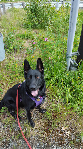 Bering Sea Animal Clinic image