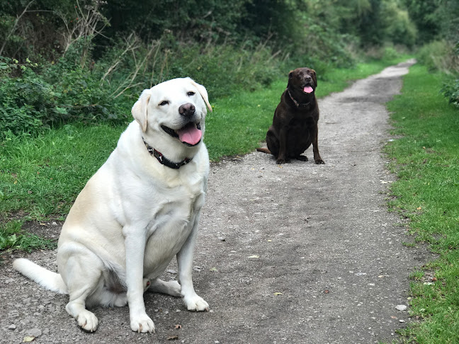 Reviews of Rover Rambles Pet Services in Leeds - Dog trainer