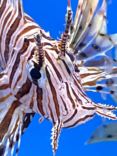 Pet Supply Store «Pet Fun At Harden Ranch Plz», reviews and photos, 1780 N Main St, Salinas, CA 93906, USA