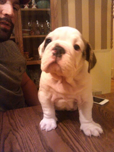 Pet Supply Store «PetSmart», reviews and photos, 1705 N Bechtle Ave, Springfield, OH 45504, USA