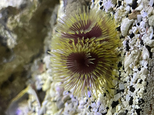 Aquarium «Team ECCO Ocean Center & Aquarium», reviews and photos, 511 N Main St, Hendersonville, NC 28792, USA