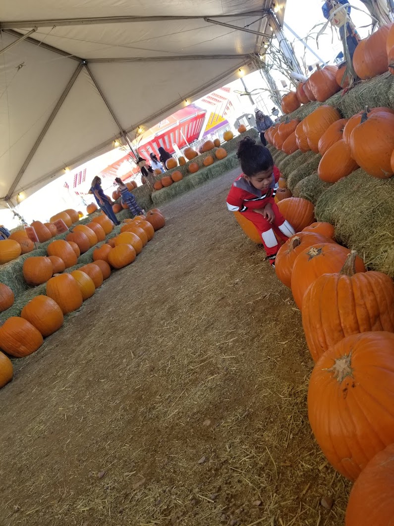 Halloween Town Pumpkin Patch