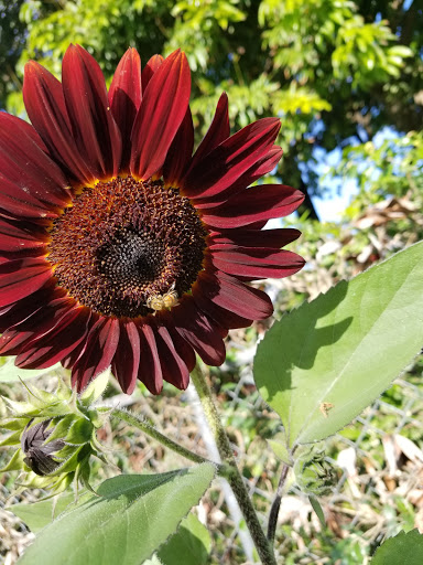 Park «Continental Park», reviews and photos, 1000 SW 82nd Ave, Kendall, FL 33156, USA