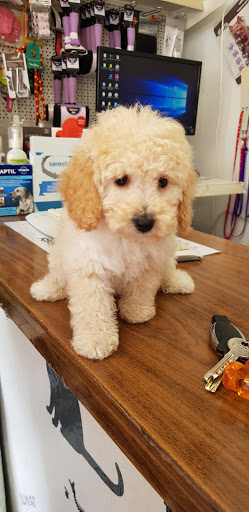 Clínica Veterinaria Morgade en Torrelodones