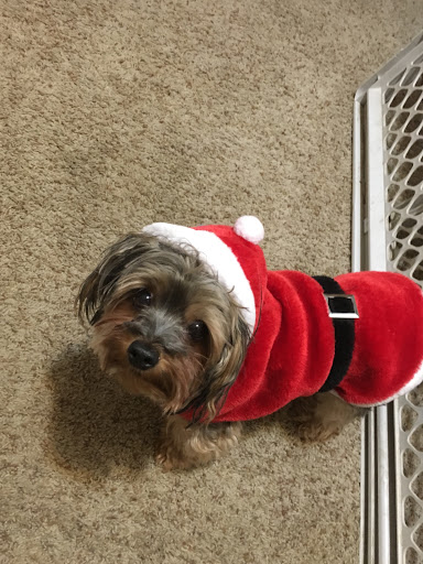 Pet Supply Store «PetSmart», reviews and photos, 5336 Westpointe Plaza Drive, Columbus, OH 43228, USA