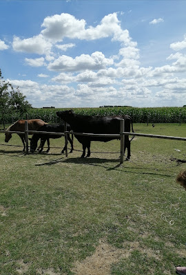 La Petite Ferme Flamande à Rexpoëde