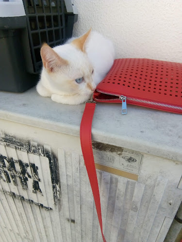 Centro Veterinário da Moita