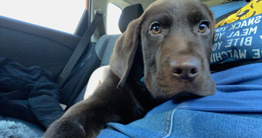 Pet Supply Store «Petco Animal Supplies», reviews and photos, 92 Cluff Crossing Rd, Salem, NH 03079, USA