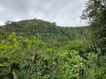 Museo - Centro de Interpretación de Los Tilos de Moya - Moya