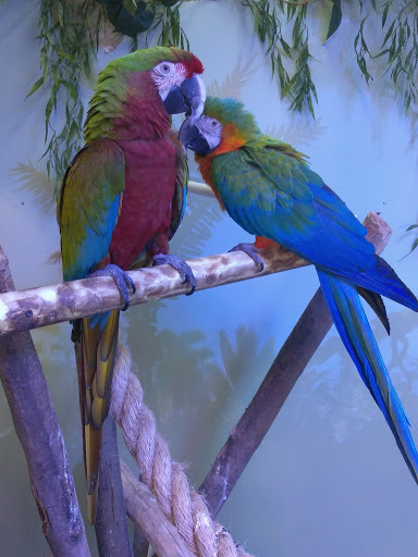 Pet Store «Off The Hook Exotics Pet Shop», reviews and photos, 926 5th Ave, Coraopolis, PA 15108, USA