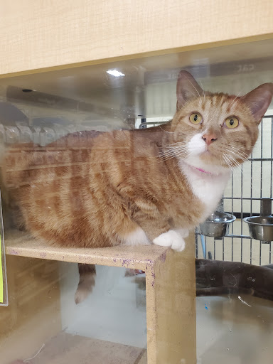 Pet Supply Store «PetSmart», reviews and photos, 1705 N Bechtle Ave, Springfield, OH 45504, USA