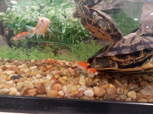 Pet Supply Store «PetSmart», reviews and photos, 1411 S Harbor Blvd, Fullerton, CA 92832, USA