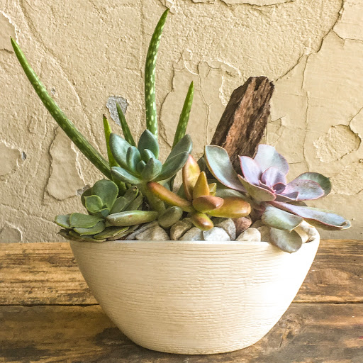 Wholesale Florist «Urban Jungle», reviews and photos, 2603 Sherman Ave NW, Washington, DC 20001, USA