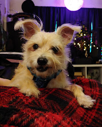 Sargent Sitters - Photo 2 - Car repair in , Kent