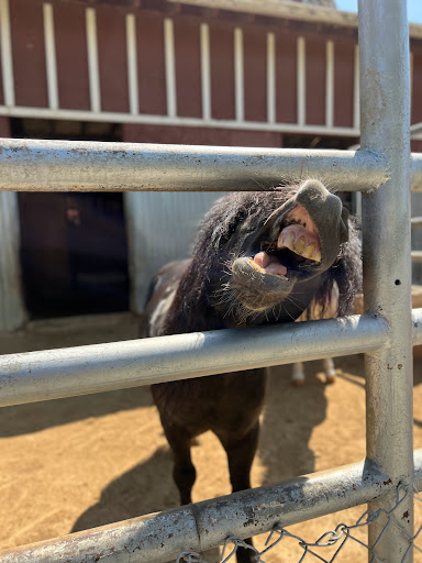 Park «Montebello Barnyard Zoo», reviews and photos, 600 Rea Dr, Montebello, CA 90640, USA