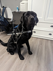Guide Dogs of America - Tender Loving Canines - Photo 7 - Car repair in Sylmar, CA, Santa Clarita