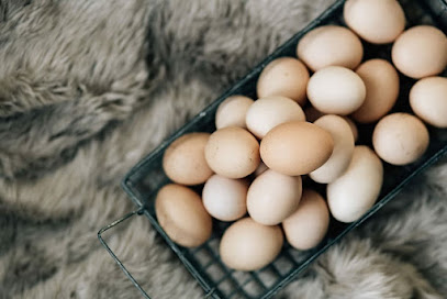 Yumurta Toptan Yumurta Satış