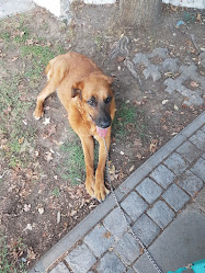 Centro Veterinario Chilet Y Compania Limitada