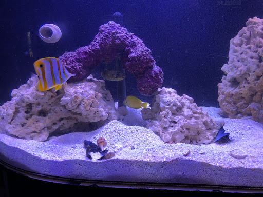 Tropical Fish Store «Nemo Aquarium», reviews and photos, 1560 Indian Trail Rd #106, Norcross, GA 30093, USA