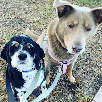 All Four Paws of Florida - Photo 2 - Car repair in , West Palm Beach