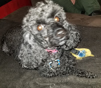 Pet Care By Amber - Photo 6 - Car repair in , New Bedford