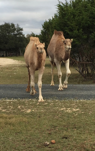 Explore men side neck cover up tattoo ideas, creative tattoo ideas in South Padre Island, available at Peggys Temporary & Permanent Tattoos