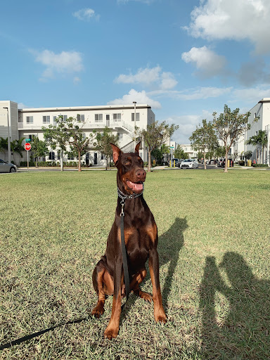 Joie De Vivre Dobermans