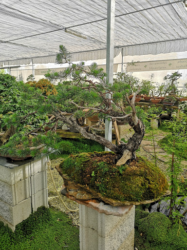 Bonsai Granada