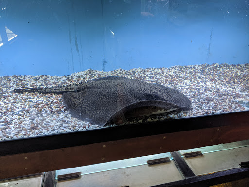 Pet Store «Forest Lake Pets», reviews and photos, 120 Lake St N, Forest Lake, MN 55025, USA