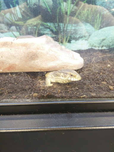 Pet Store «Super Pets», reviews and photos, 1807 E Chapman Ave, Orange, CA 92867, USA