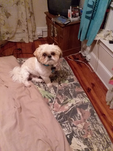 Pet Supply Store «PetSmart», reviews and photos, 620 N West End Blvd, Quakertown, PA 18951, USA