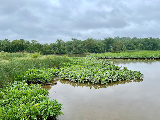 National Park «Kenilworth Park», reviews and photos, 1505 Ancostia Ave NE, Washington, DC 20019, USA
