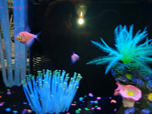 Pet Supply Store «Pets Plus», reviews and photos, 123 Nashua Rd #7, Londonderry, NH 03053, USA