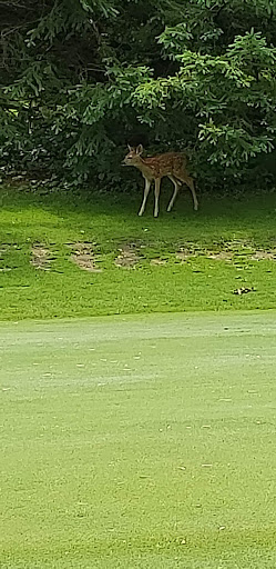 Public Golf Course «Hansen Park Golf Course», reviews and photos, 9800 Underwood Pkwy, Wauwatosa, WI 53226, USA