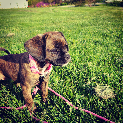 Pet Store «AA Ridgewood Kennels II», reviews and photos, 5401 Lincoln Hwy, Gap, PA 17527, USA