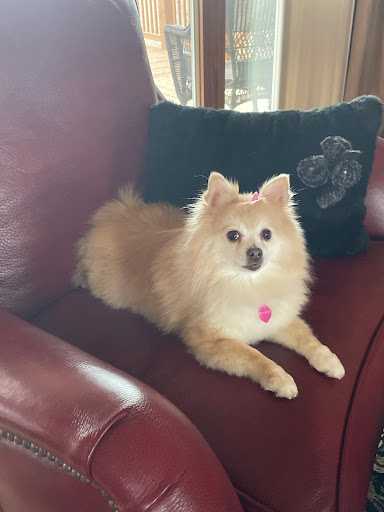 Pet Supply Store «PetSmart», reviews and photos, 5001 Sergeant Rd, Sioux City, IA 51106, USA