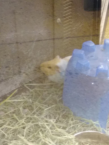 Pet Supply Store «PetSmart», reviews and photos, 700 N Milwaukee Ave, Vernon Hills, IL 60061, USA