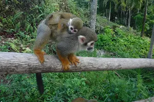 Monkey Jungle Dominican Republic image