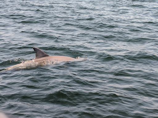 Tourist Attraction «Shell Island Beach», reviews and photos, 4607 State Park Ln, Panama City, FL 32408, USA