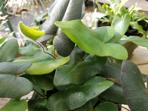 Florist «La Crosse Floral», reviews and photos, 2900 Floral Ln, La Crosse, WI 54601, USA